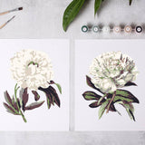 Peony Blossoms Paint-By-Numbers kit